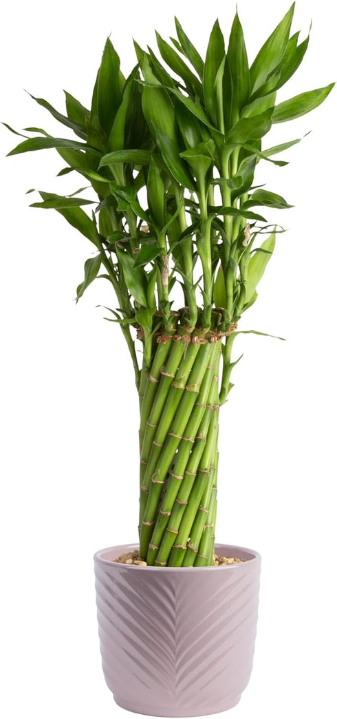 Costa Farms Lucky Bamboo Live Plant in Decorative Pot, Easy to Maintain