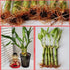 Generic 5 4 inches Lucky Bamboo Plants with Butterfly Stake, Gift, Perennial Indoor, Bring Positive Energy to Your Home