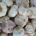 Bulbs Bulbs, 14 Garlic Whole, Early Purple Italian Garlic ounces of Garlic, This Garlic is ready for Eating
