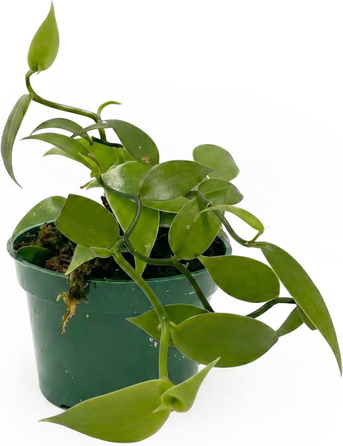 3-6" 1ct Live Vanilla planifolia Orchid Plant - 'Vanilla Orchid' - ragnaroc Tropical Plant Tall - - Live Arrival