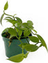 3-6" 1ct Live Vanilla planifolia Orchid Plant - 'Vanilla Orchid' - ragnaroc Tropical Plant Tall - - Live Arrival