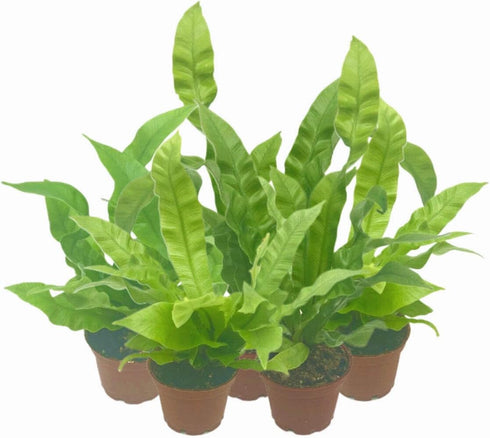 Wonderland Flora 5-PK 2.5-in Crispy Wave Fern, Asplenium Nidus 'Crispy Wave,' Live Indoor Air Purifying Plant, Low