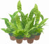 Wonderland Flora 5-PK 2.5-in Crispy Wave Fern, Asplenium Nidus 'Crispy Wave,' Live Indoor Air Purifying Plant, Low