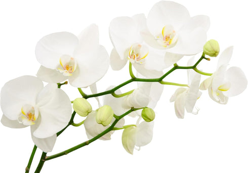 2" Surprise Moth Orchid Plant - Phalaenopsis - Pot - Easy House Plant