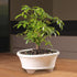 3 4 7 Inches Brussel's Bonsai Live Hawaiian Umbrella Bonsai Tree - Small, Year, to Tall - Indoor Bonsai Tree