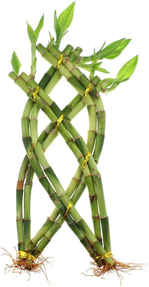 NW Wholesaler - 8 Stalk Trellis Lucky Bamboo Plant Arrangement - Indoor