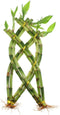 NW Wholesaler - 8 Stalk Trellis Lucky Bamboo Plant Arrangement - Indoor