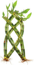 NW Wholesaler - 8 Stalk Trellis Lucky Bamboo Plant Arrangement - Indoor
