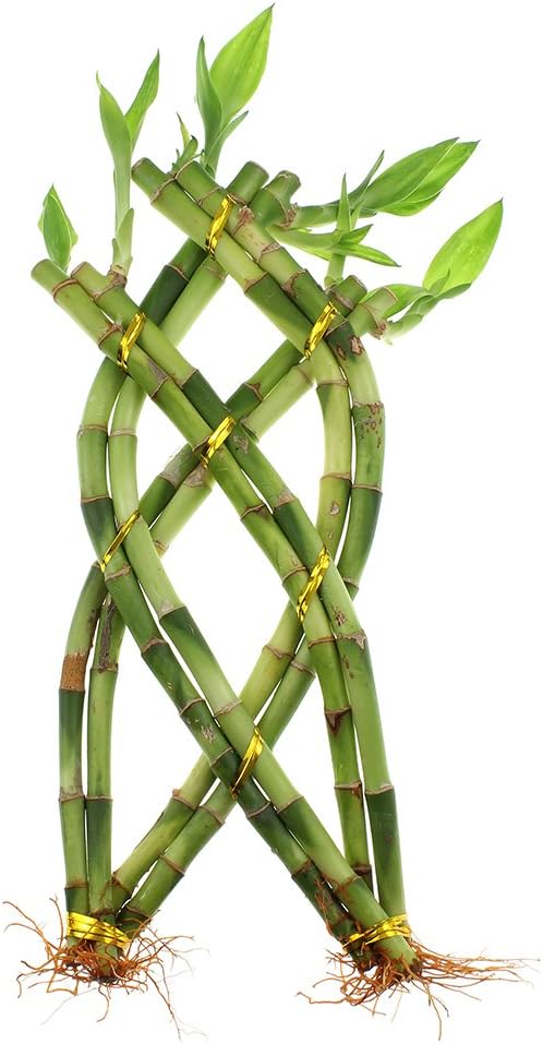 NW Wholesaler - Lucky Bamboo 8 Stalk Braided Trellis with Free Bottle