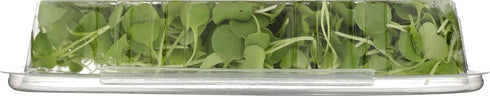 Fresh Produce 1.5 OZ FARMING TURTLES INC Organic Microgreens Arugula