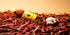 Salsa Maga 2 PACK 1 | | Salsa Picante | Mexican Hot Sauce | liter per bottle