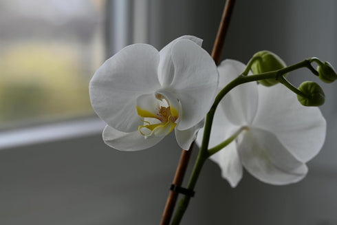 Generic White Phalaenopsis Orchid Plant in Ceramic Pot, Live Indoor Flowering Plant with Multiple Blooms. Everylasting