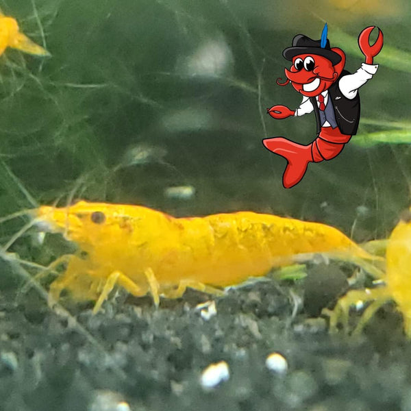 Generic Orange Sakura Shrimp