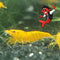 Generic Orange Sakura Shrimp