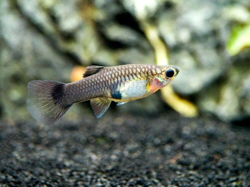 Generic 1 Pair Blue Moscow Live Guppy Fish VIP Grade A + 2