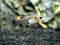 Generic 1 Pair Blue Moscow Live Guppy Fish VIP Grade A + 2