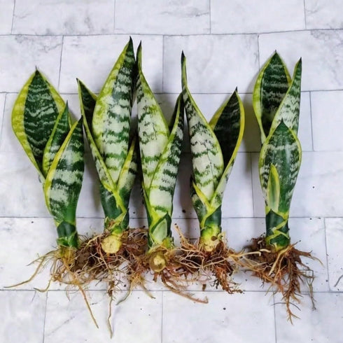 generic (5 Live Variegated Snake Plant Fully Rooted Sansevieria Superba, Low Light Tolerant, Air Purifying, Easy Care