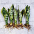generic (5 Live Variegated Snake Plant Fully Rooted Sansevieria Superba, Low Light Tolerant, Air Purifying, Easy Care
