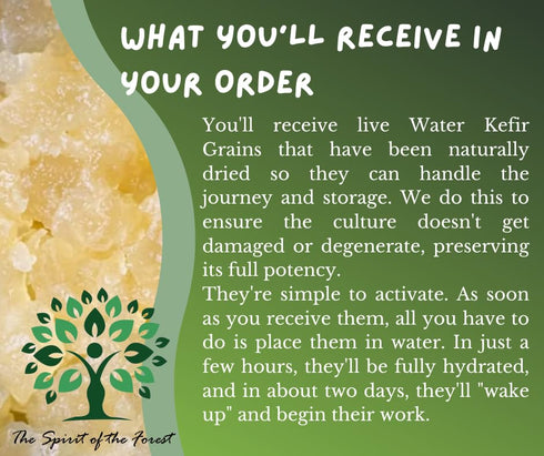 The Spirit Of The Forest Live DORMANT ENDLESS Fresh Water Kefir Grains DIY Fermented Probiotic Drink Enhances Gut