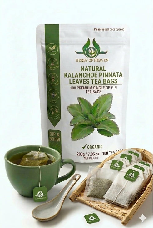 HERBS OF HEAVEN Kalanchoe Pinnata Leaves Tea Bags - Leaves Tea Bags (100)