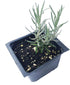 2.5 inch Curry Plant (Helichrysum italicum) Pot