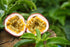 8-oz (8 oz) Naturally Delicious Dried Passion Fruit Maracuja Bags, No Added Chemicals, No Added Colorings, No