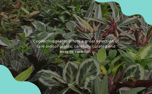 4" Aglaonema Snow White Live Plant in Pot Spring Snow Indoor Houseplant, Pet Friendly, Easy Care, Low Maintenance