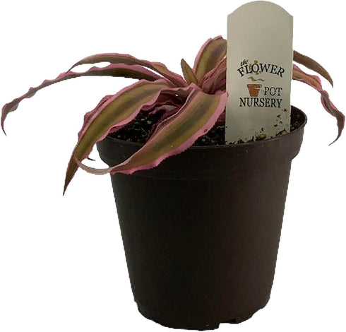Generic 4"" FlowerPotNursery Earth Star Bromeliad Pink Cryptanthus bivittatus Pot