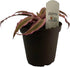 Generic 4"" FlowerPotNursery Earth Star Bromeliad Pink Cryptanthus bivittatus Pot