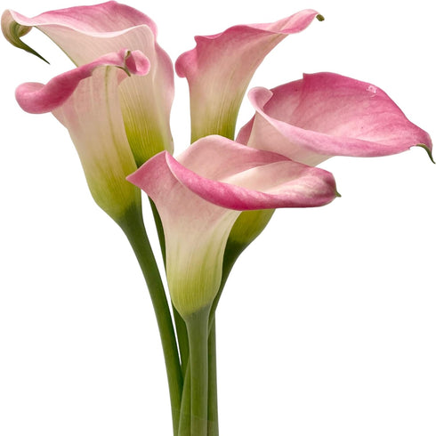 10 Next-day delivery Calla Lilies Fresh Cut Flowers Bouquet Prime Delivery Gifts for Birthday Anniversary Friendship