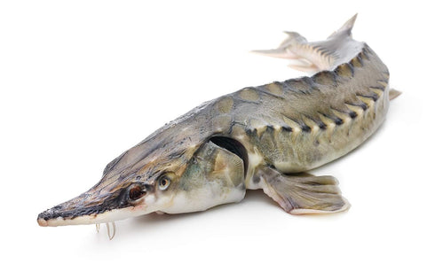 (Pack 3) 8.5 oz 240 Sturgeon in Tomato Sauce by EcoFood of | g