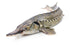 (Pack 3) 8.5 oz 240 Sturgeon in Tomato Sauce by EcoFood of | g