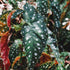 Set 3 4 8 Begonias Live Plants, Angel Wing Begonia Maculata Polka Dot, No Pot, Starter to Inc Tall, Indoor Outdoor