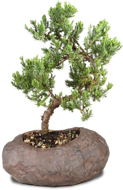 5 6 10 Inches Brussel's Bonsai Live Green Mound Juniper Bonsai Tree - Medium, Year, to - Outdoor Bonsai Tree Live