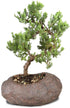 5 6 10 Inches Brussel's Bonsai Live Green Mound Juniper Bonsai Tree - Medium, Year, to - Outdoor Bonsai Tree Live