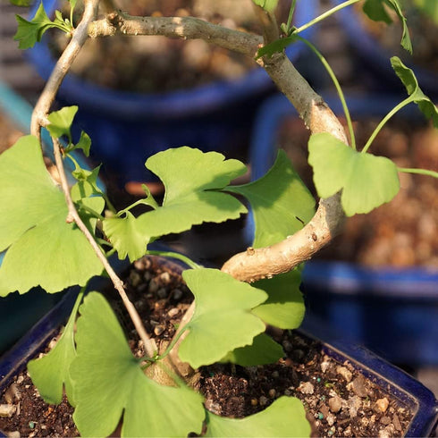 4 10 14 Inches Brussel's Bonsai Live Ginkgo Bonsai Tree - Years, to Tall - Outdoor Bonsai Tree Live in Decorative