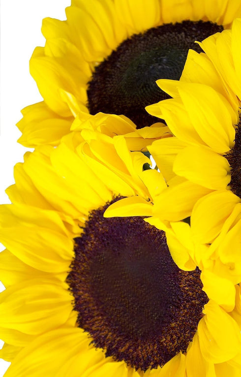 10 KaBloom Flowers - Sunflower Bouquet: Bright Yellow Sunflowers Gift for Sympathy, Anniversary, Get Well, Thank You