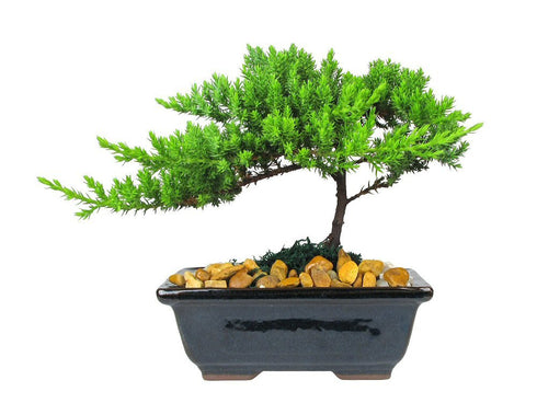 Eve's Garden, Inc Eve's Garden Japanese Juniper Bonsai Tree, 6 Years Old Japanese Juniper, Planted