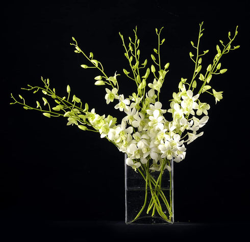 (10 Sunne Tropical OrchidClub USA Fresh Cut Flowers Dendrobium Orchids Stems WHITE)