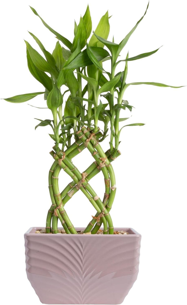 Costa Farms Lucky Bamboo Plant, Easy to Grow Live Houseplant in Indoor