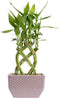 Costa Farms Lucky Bamboo Plant, Easy to Grow Live Houseplant in Indoor