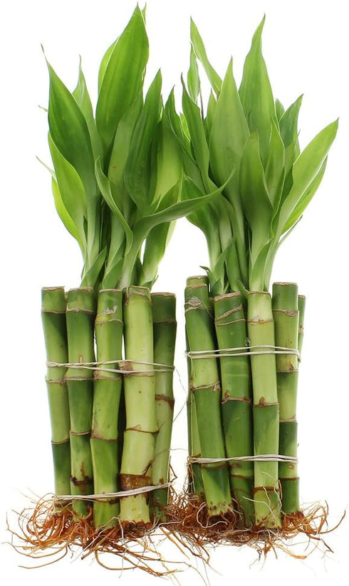 NW Wholesaler - 4" Live Lucky Bamboo Plant - Bundle of 20