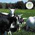 The Good Goat Milk Company 14oz New Zealand Full Cream Goat Milk Powder (Natural)