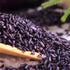 MIHUNTANG 17.63oz Purple Rice New Rice in the season brown Purple glutinous rice Coarse Cereals