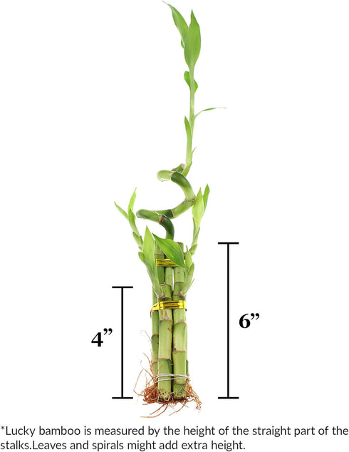 5-Stalk Live Lucky Bamboo Arrangement with Spiral Stalk - Live Indoor Bamboo Plant for Home Decor, Arts & Crafts, Zen