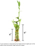 5 Set 3 NW Wholesaler - Stalk Live Lucky Bamboo Arrangement with Spiral Stalk, of Arrangements - Live Indoor Plant