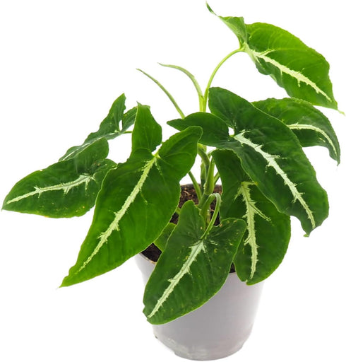 Syngonium Black Velvet - Live Plant in a 4 Inch Pot -