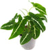 Syngonium Black Velvet - Live Plant in a 4 Inch Pot -