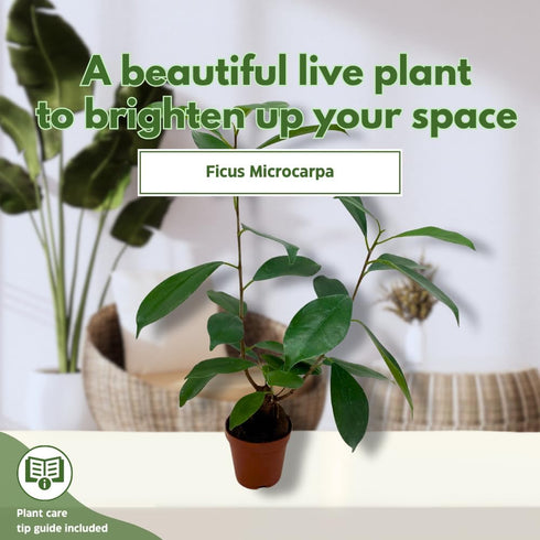 2 inch BubbleBlooms Mini Ficus Bonsai in a Pot
