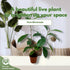 2 inch BubbleBlooms Mini Ficus Bonsai in a Pot